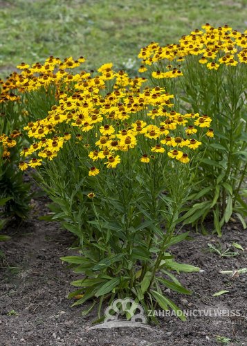 HELENIUM HYBR. WESERGOLD