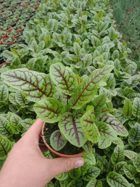 ŠŤOVÍK KRVAVÝ - RUMEX SANGUINEUS