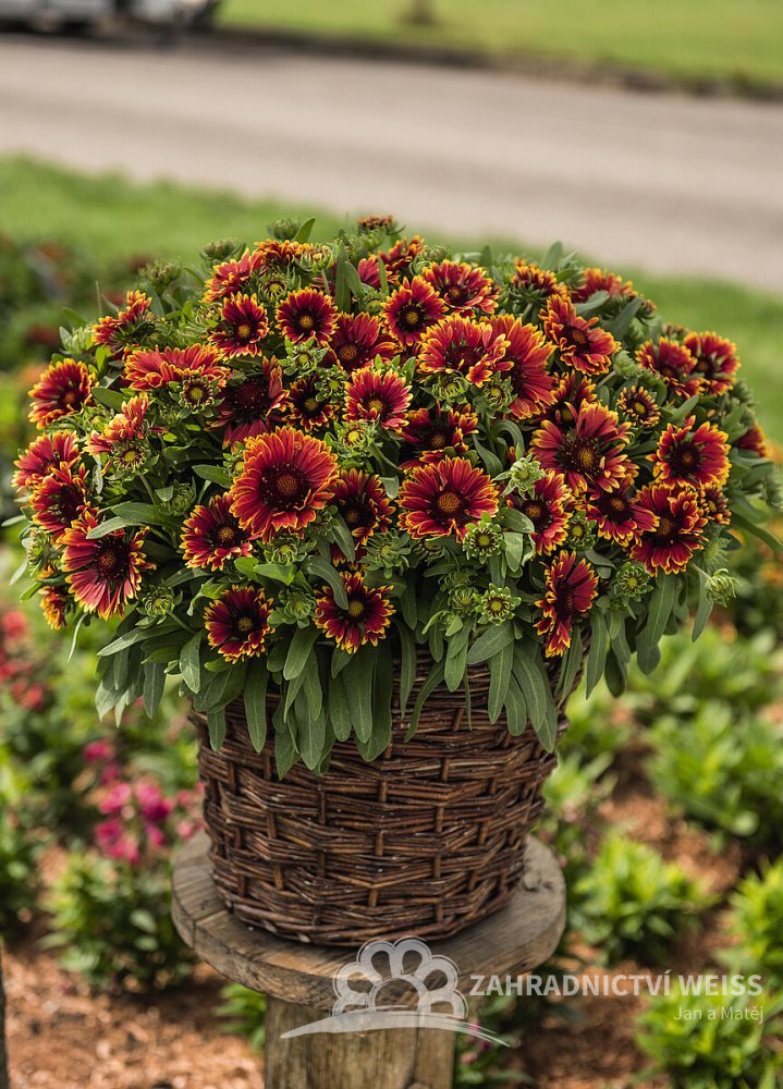 Flower Gaillardia Red Starburst Gaillardia Spintop Red Starburst