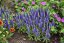 VERONICA SPICATA ROYAL CANDLES