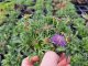 HLAVÁČ JAPONSKÝ - SCABIOSA JAPONICA RITZ BLUE