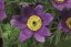 KONIKLEC FIALOVÝ - PULSATILLA VIOLET
