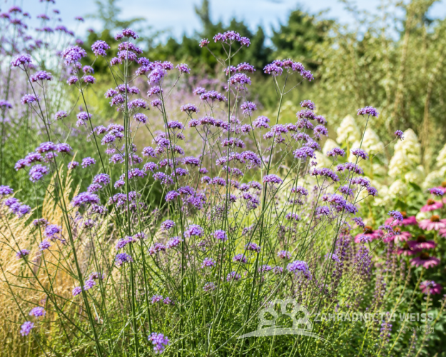 SPORÝŠ ARGENTINSKÝ - VERBENA BONARIENSIS VIOLET BLUE