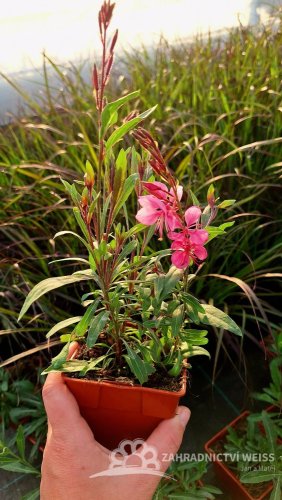 GAURA FLAMINGO PINK