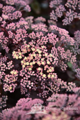 SEDUM HYBRID. GLOBE  YELLOW