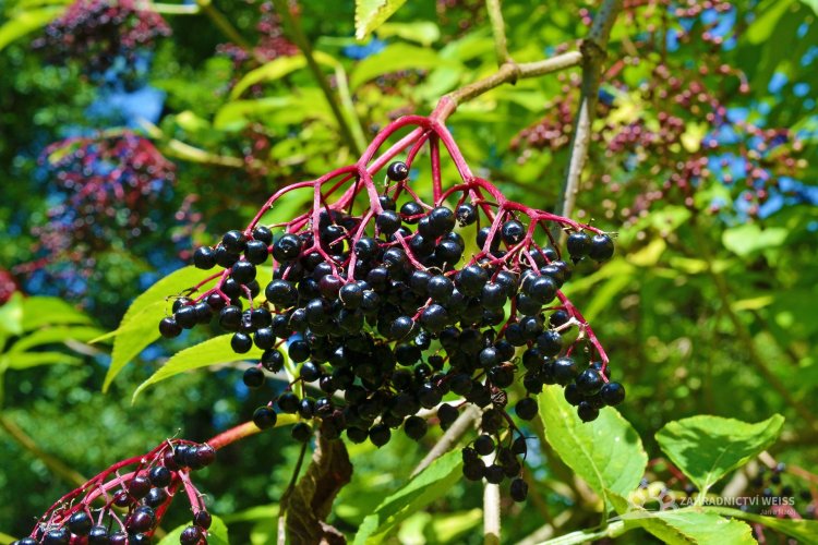 ČERNÝ BEZ - SAMBUCUS NIGRA