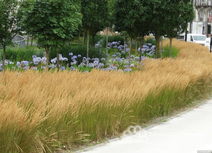 CALAMAGROSTIS x ACUTIFLORA KARL FOESTER