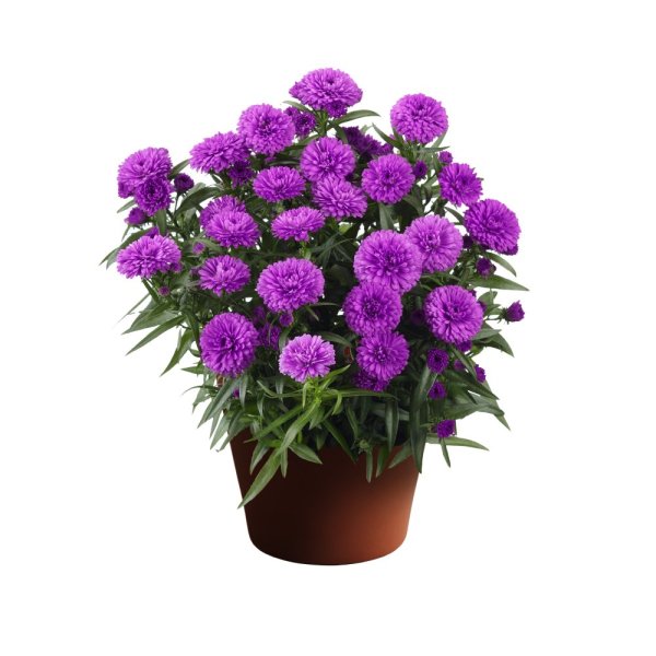 ASTRA PODZIMNÍ FIALOVO-RŮŽOVÁ - ASTER SHOWMAKERS PRETTY PINK
