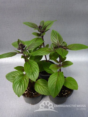 BAZALKA VYTRVALÁ MODRÁ - OCIMUM HYB. BLUE