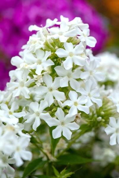 PHLOX PANICULATA EARLY WHITE ®