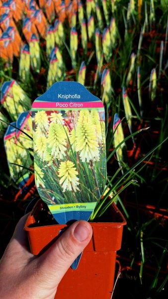 KLEOPATŘINA JEHLA - KNIPHOFIA POCO CITRON