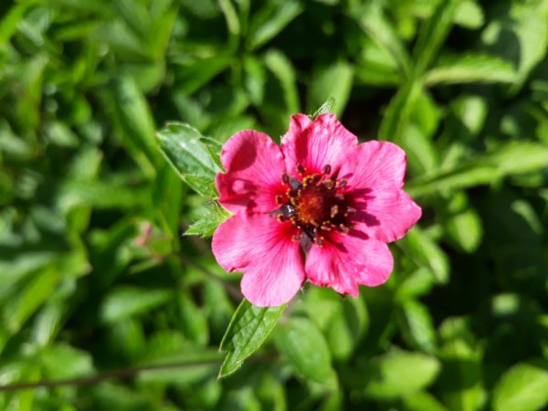 MOCHNA - POTENTILLA "MISS WILLMOTT"