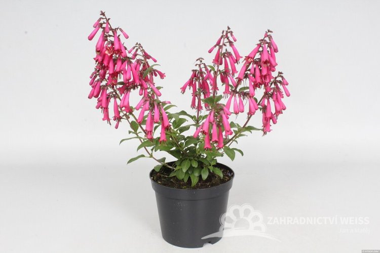 KAPSKÁ FUCHSIE - PHYGELIUS CANDY DROPS DEEP ROSE