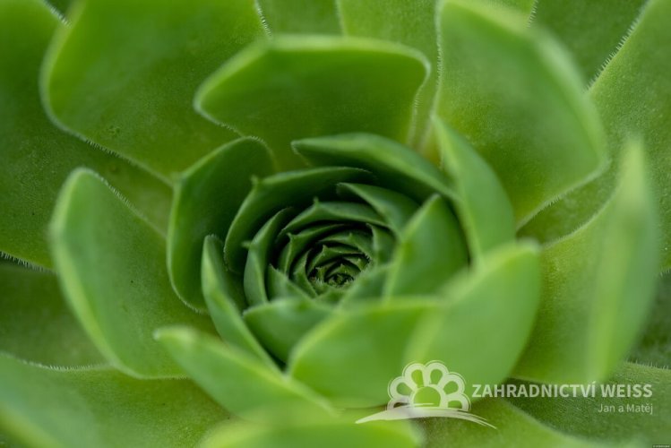 NETŘESK – SEMPERVIVUM BIG SAM JUMBO GREEN