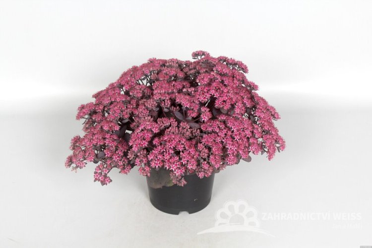 SEDUM HYB. RED SPARKLE