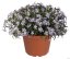 PHLOX SUBULATA SPRING LAVENDER