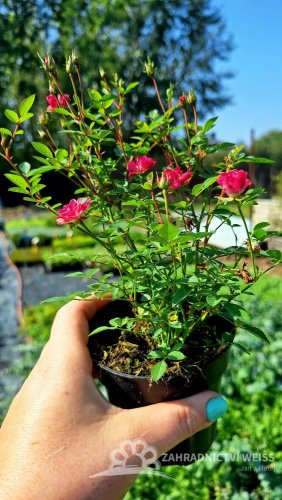 RŮŽIČKA – ROSA LILLY ROSE