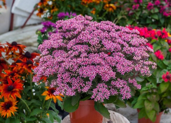 SEDUM TELEPHIUM CLOUD WALKER