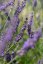 LEVANDULE PROSTŘEDNÁ - LAVANDULA PHENOMENAL