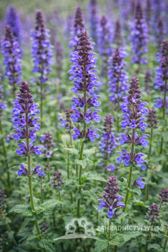 ŠALVĚJ HAJNÍ - SALVIA SUPERBA MERLEAU BLUE