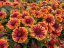 KOKARDA – GAILLARDIA AR. SPINTOP MARIACHI COPPER SUN