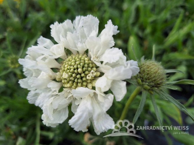 HLAVÁČ KAVKAZSKÝ BÍLÝ -  SCABIOSA CAUCASICA PERFECTA ALBA