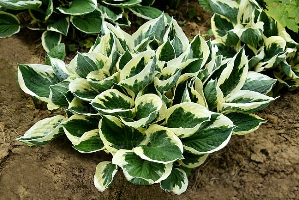 HOSTA HYB. MINUTEMAN