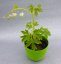 SRDCOVKA NÁDHERNÁ - DICENTRA SPECTABILIS ALBA