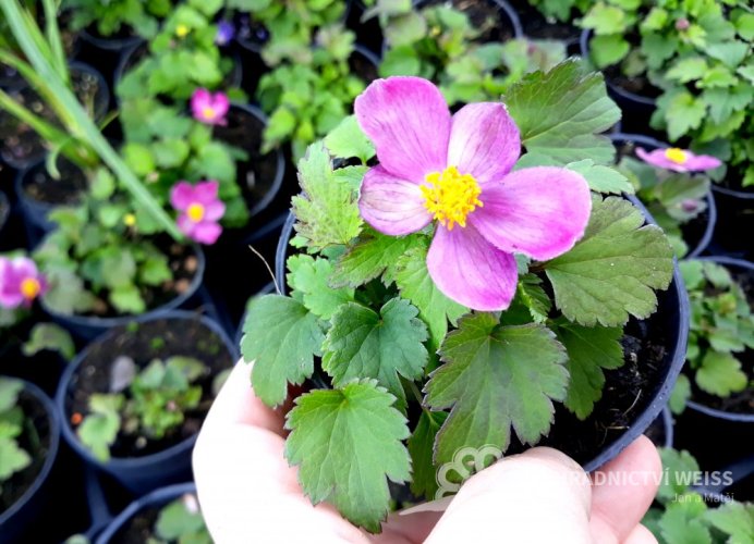 ANEMONE x HYBRIDA LITTLE SUMMER BREEZE