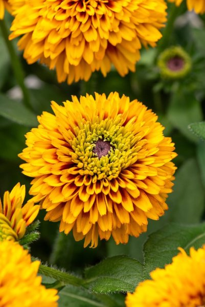 RUDBECKIA HIRTA JAMAICA