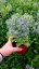 MAČKA - ERYNGIUM PLANUM BLUE HOBIT