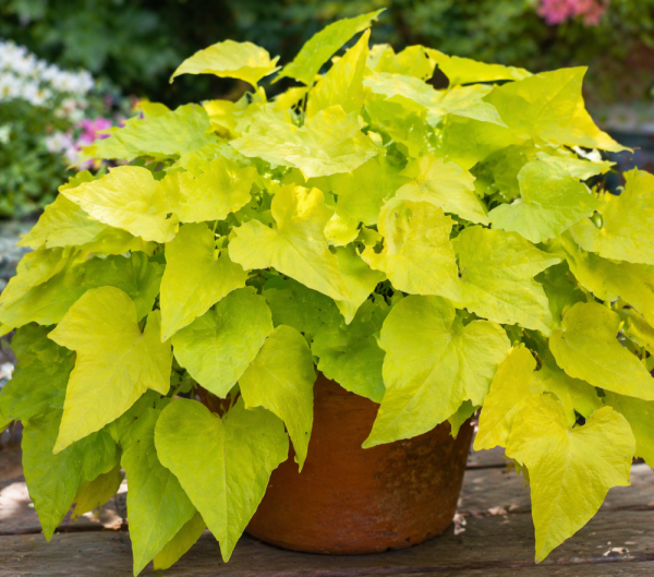 IPOMEA BATATAS YELLOW – POVÍJNICE BATATOVA