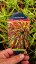RÁKOSOVKA VELKÁ -HAKONECHLOA MACRA MULLED WINE
