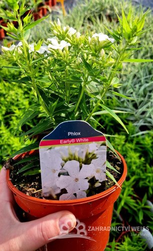 PHLOX PANICULATA EARLY WHITE ®