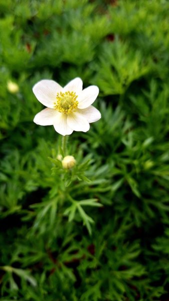 SASANKA - ANEMONE MULT. ANNABELLA WHITE