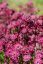 JARMANKA - ASTRANTIA ASTRA RED