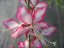 GAURA LIND. ROSY JANE