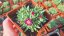 DELOSPERMA COOPERI JEWEL OF DESERT AMETHYST