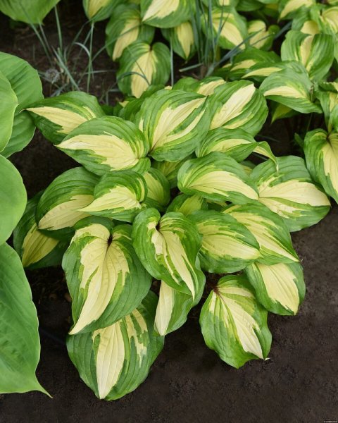 HOSTA HYBRIDA RASPBERRY SUNDAE