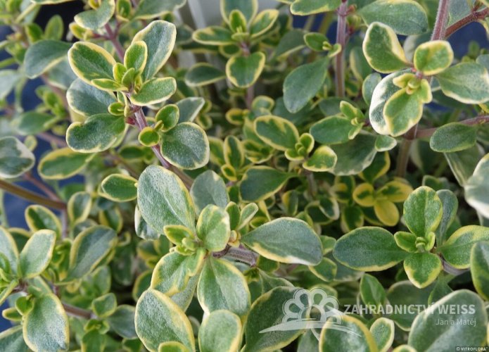 TYMIÁN CITRONOVÝ – THYMUS GOLDEN LEMON