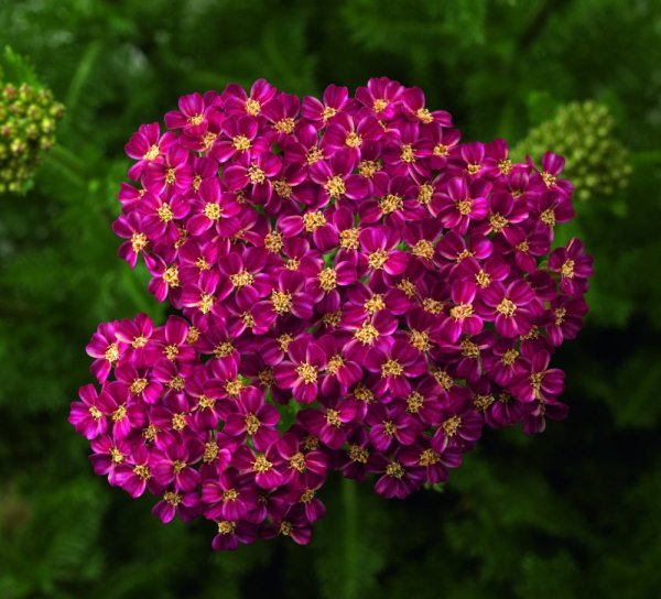 ACHILLEA MILLEFOLIUM - "DESERT EVE DEEP ROSE"
