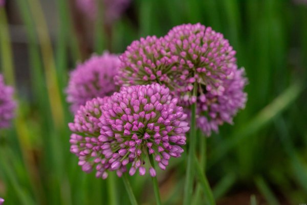 OKRASNÝ ČESNEK - ALLIUM HYBRIDA SERENDIPITY