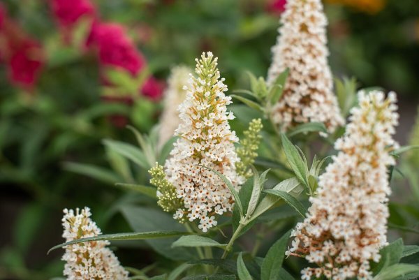 MOTÝLÍ KEŘ - BUDDLEJA BUTTERLY CANDY LITTLE WHITE