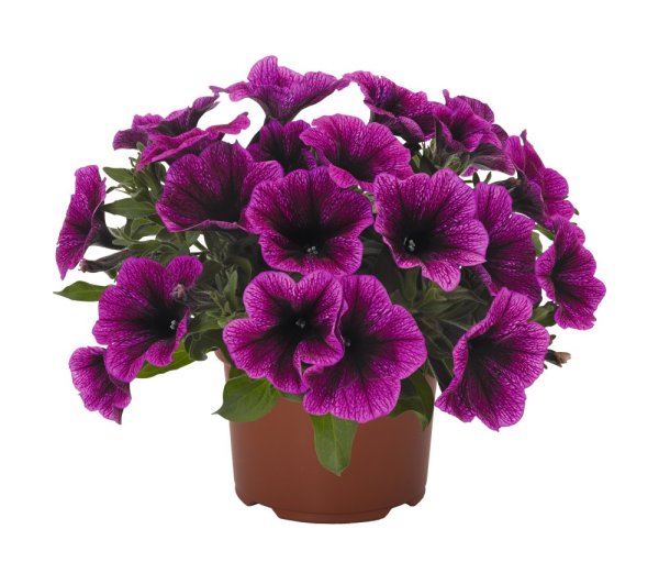PETÚNIE - PETUNIA SWEETUNIA PURPLE GEM
