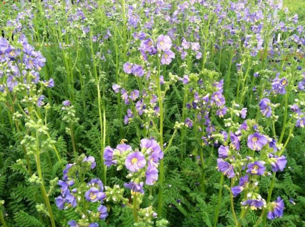 JIRNICE - POLEMONIUM"HEAVENLY HABIT"