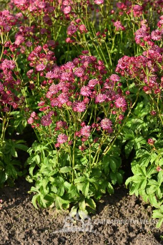 JARMANKA VĚTŠÍ - ASTRANTIA MAJOR CERISE BUTTON