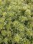 SEDUM TAKESIMENSE ATLANTIS