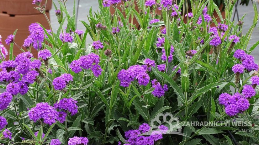VERBENA RIGIDA SANTOS - SPORÝŠ TUHÝ
