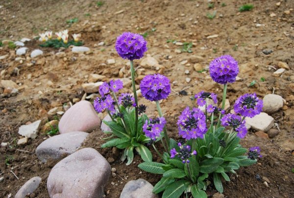 PRVOSENKA ZOUBKATÁ - PRIMULA DENTICULATA "BLUE SELECTION"