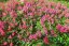 ASTILBE ASTARY MIX - ČECHRAVA - MIX BAREV